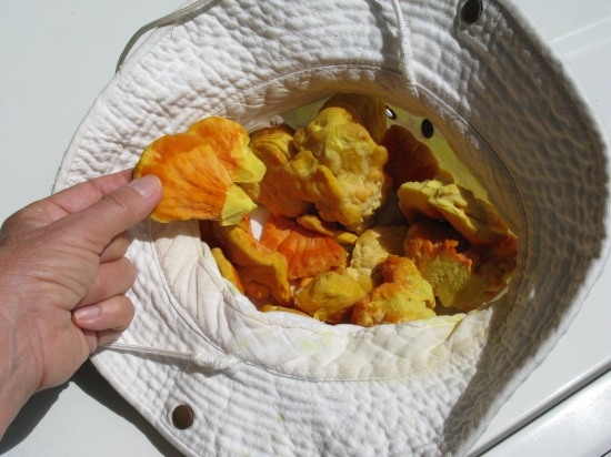 Macrolepiota Procera Parasol